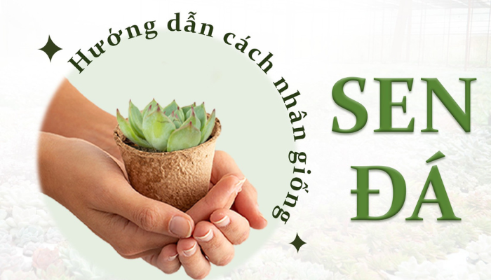 Bí Quyết Nhân Giống Sen Đá Tại Nhà – Đơn Giản Mà Ai Cũng Làm Được