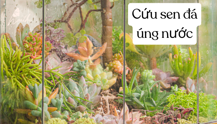 Cách Cứu Sen Đá Bị Úng – Bí Kíp Giúp Cây Hồi Sinh Chỉ Sau Vài Ngày