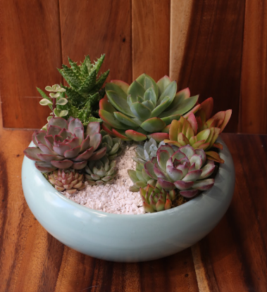 (SĐ) CHẬU SEN ĐÁ MIX - ĐK20CM - M001