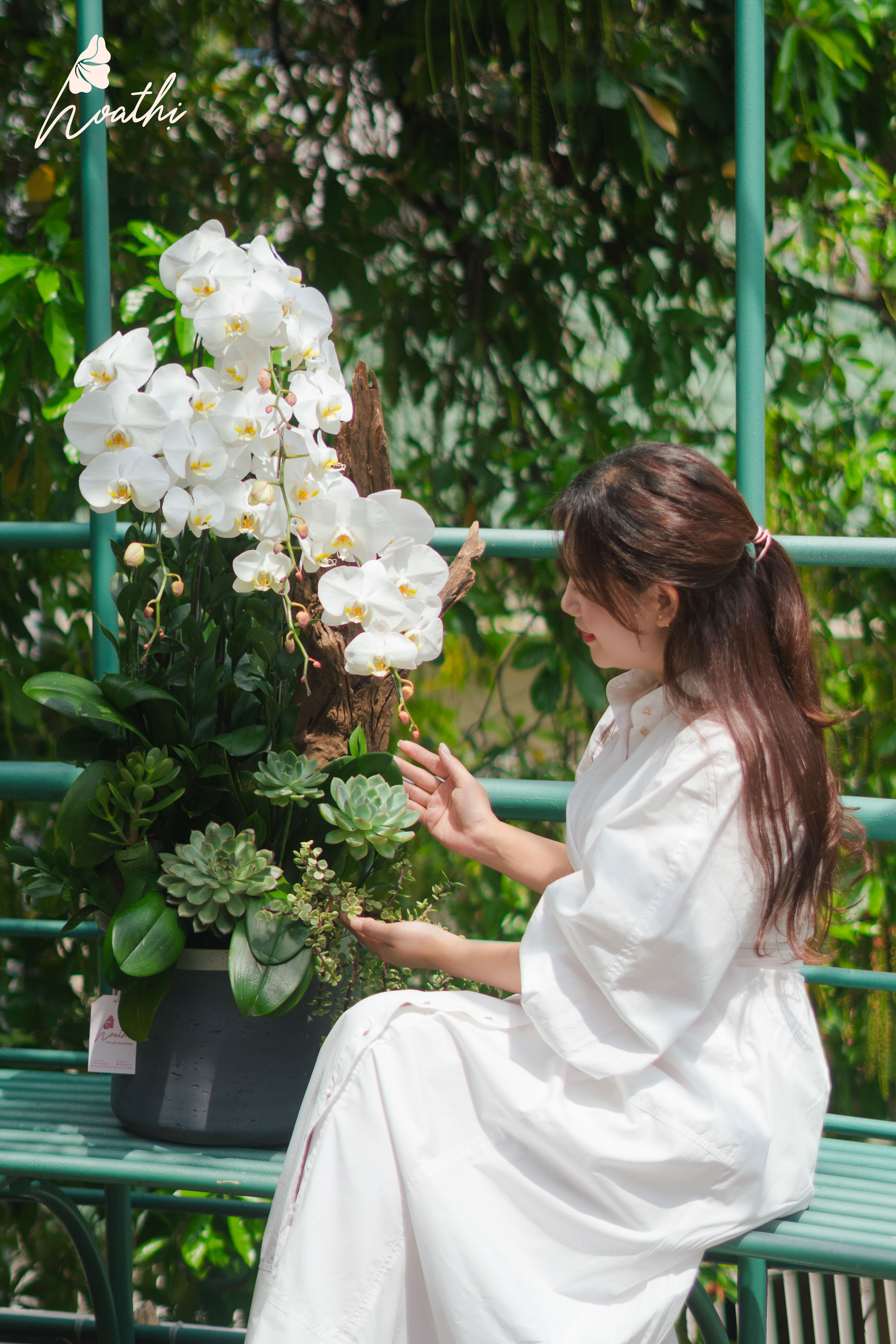 Ngũ Phúc - Chậu Lan Lũa Tinh Tế