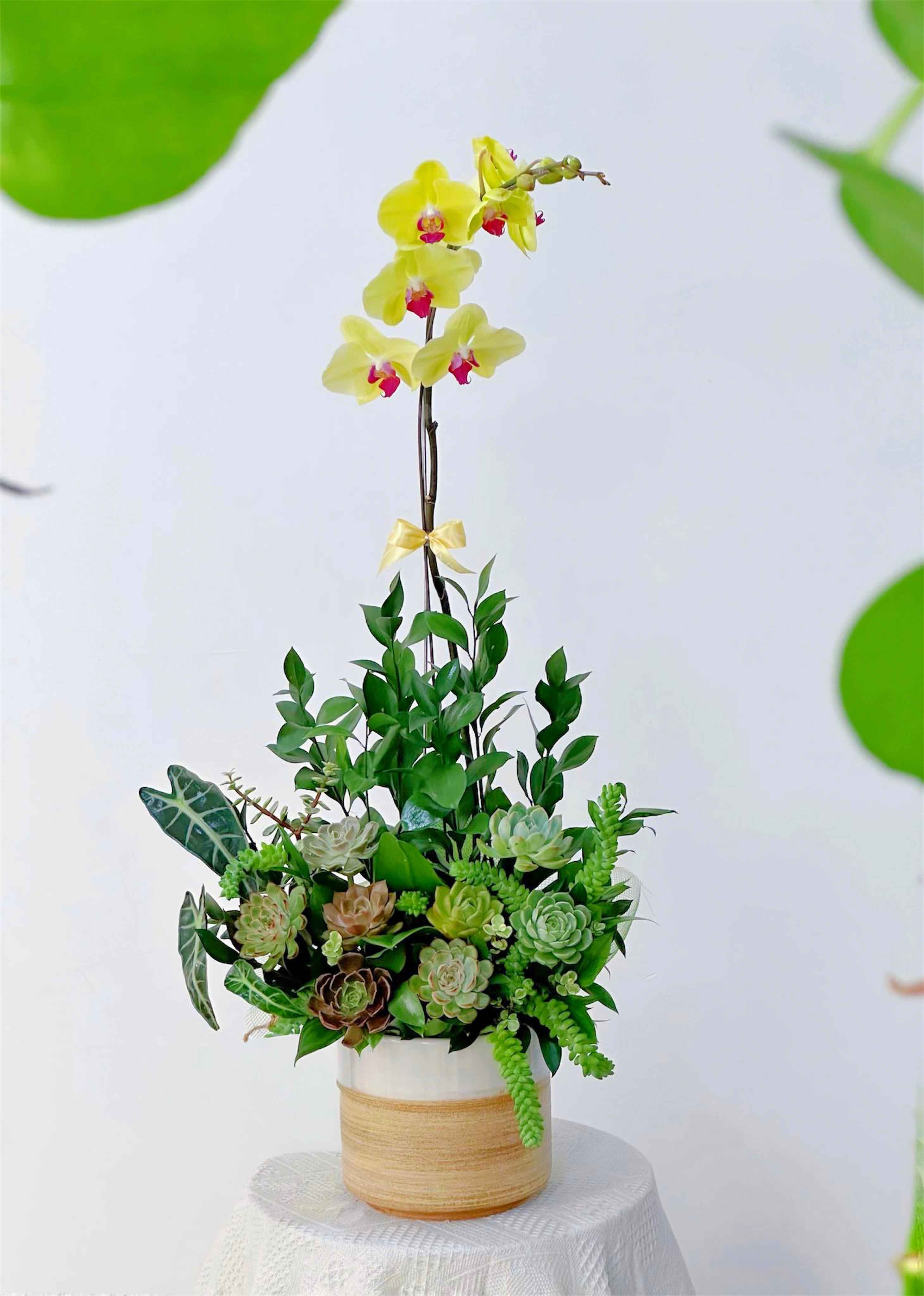 Vươn Cao 1 - Chậu Hoa Lan Và Sen Đá