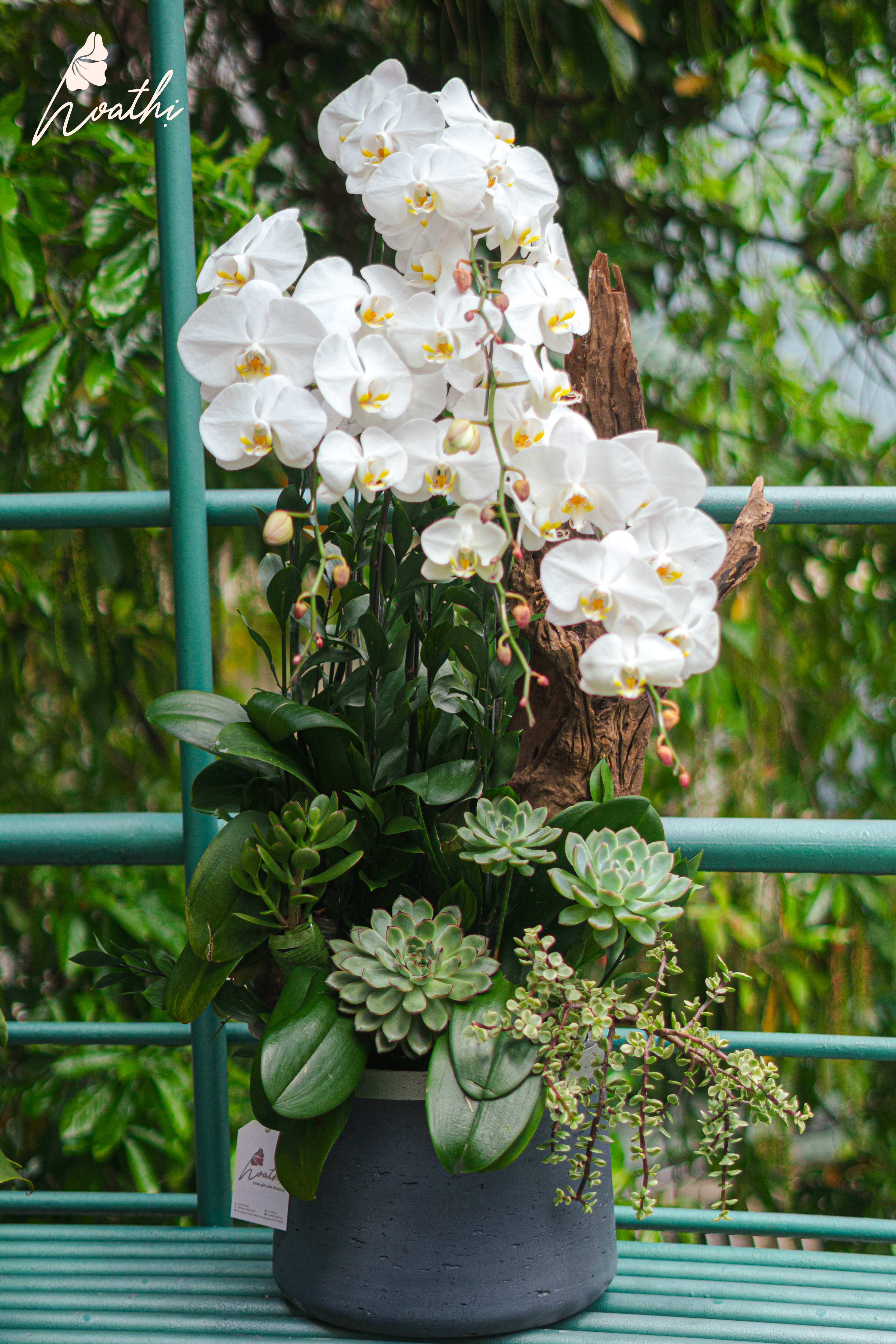 Ngũ Phúc - Chậu Lan Lũa Tinh Tế