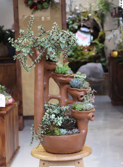 (TC)SEN ĐÁ TIỂU CẢNH M004