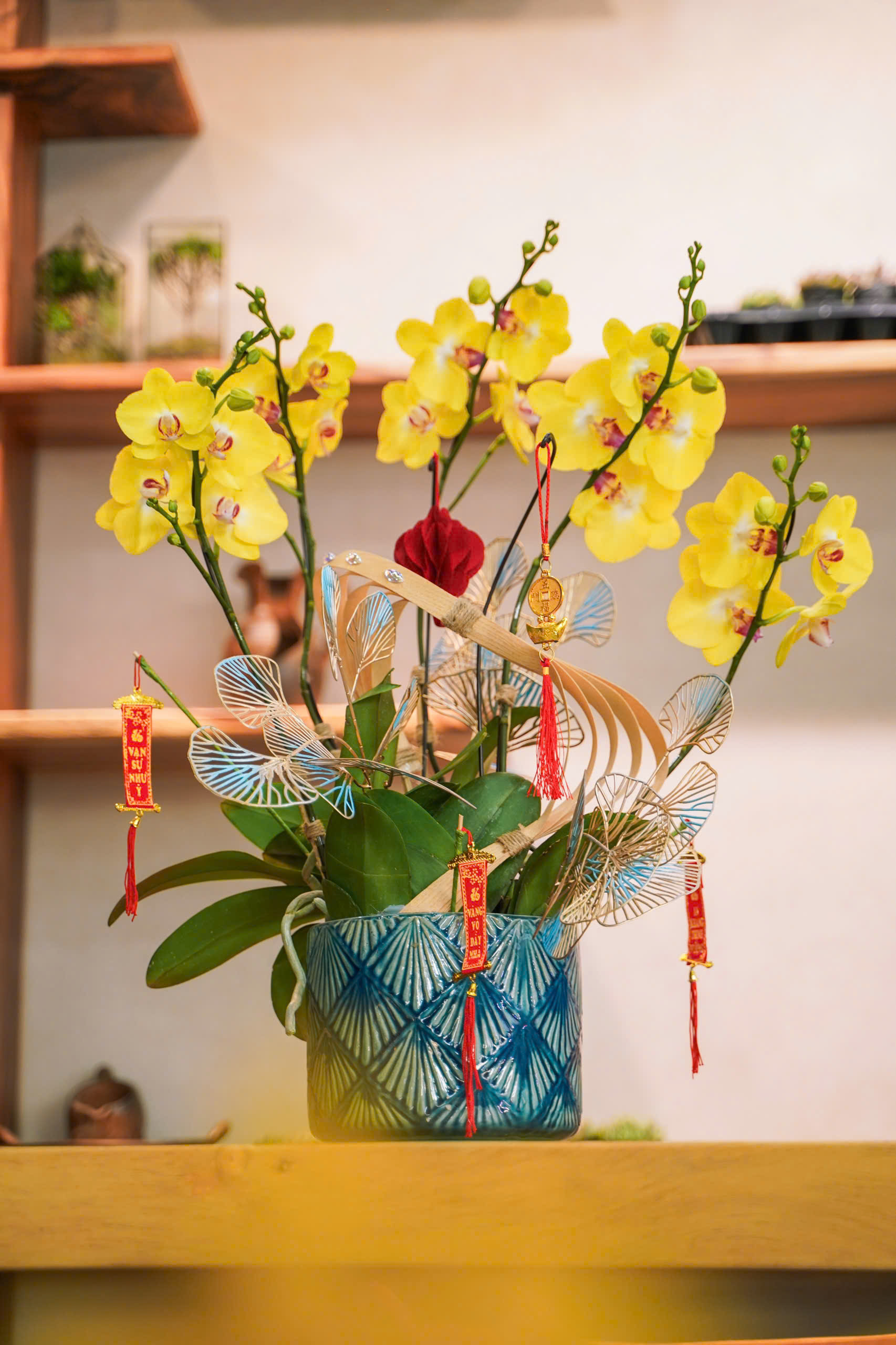 Chậu lan hồ điệp HT23