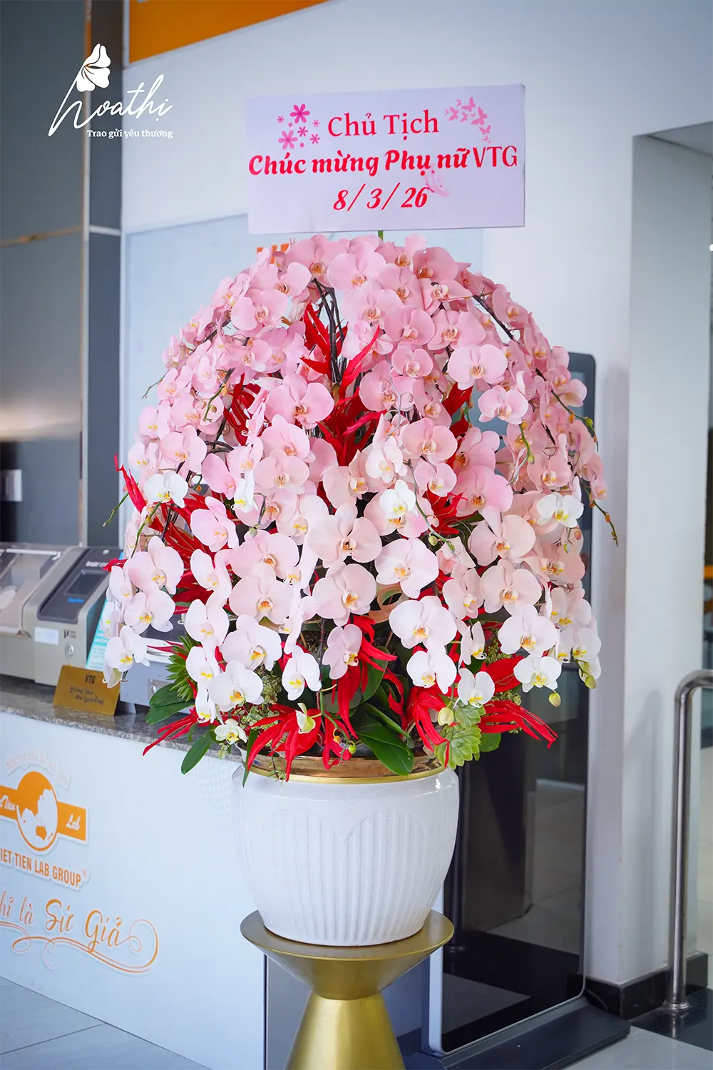 Lan Hồ Điệp Ombre Hồng Lớn