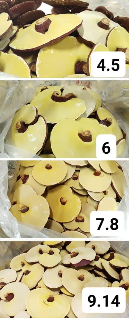 NẤM LINH CHI 500g