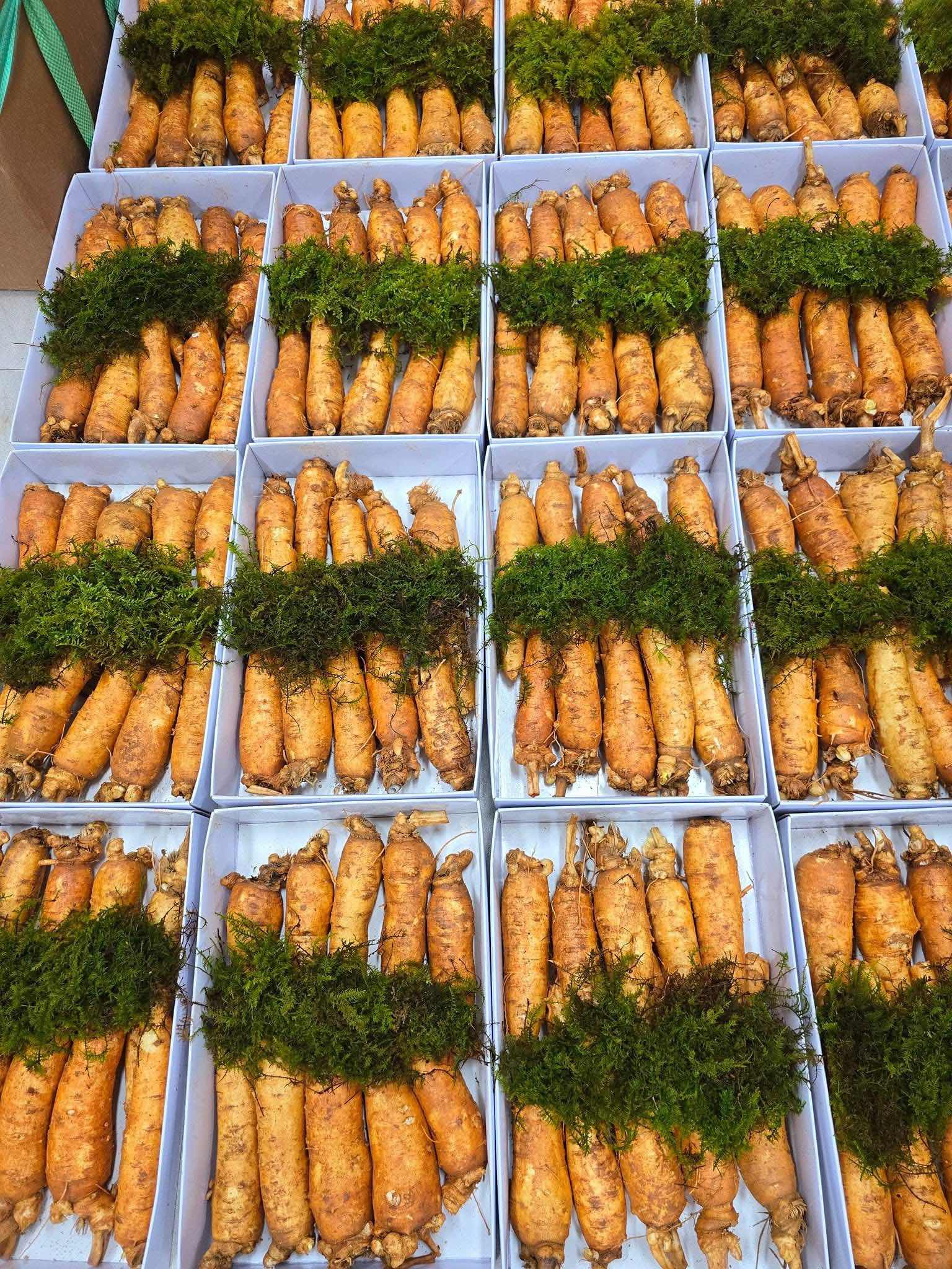 Sâm trọc 10 củ