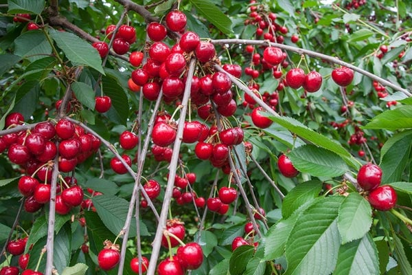 Bí quyết lựa chọn & bảo quản Cherry Mỹ ngon nhất!