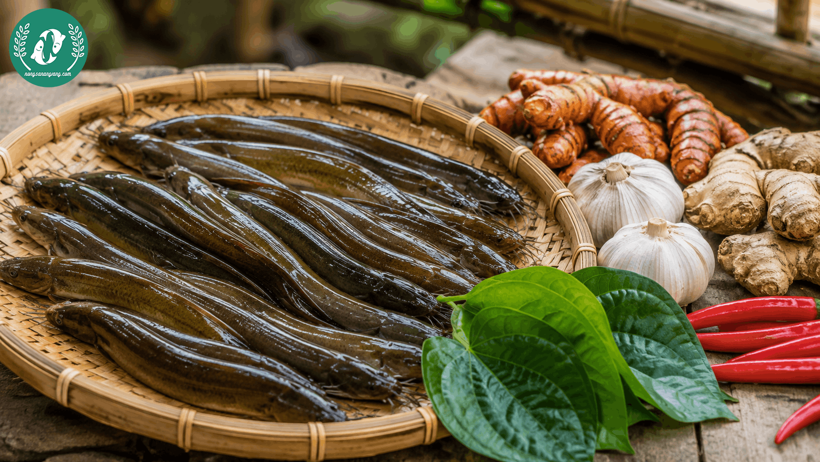 Chạch Chiên Lá Lốt