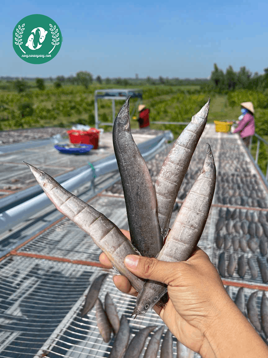 Cá Chạch Đồng, Chạch Đồng Kho Nghệ