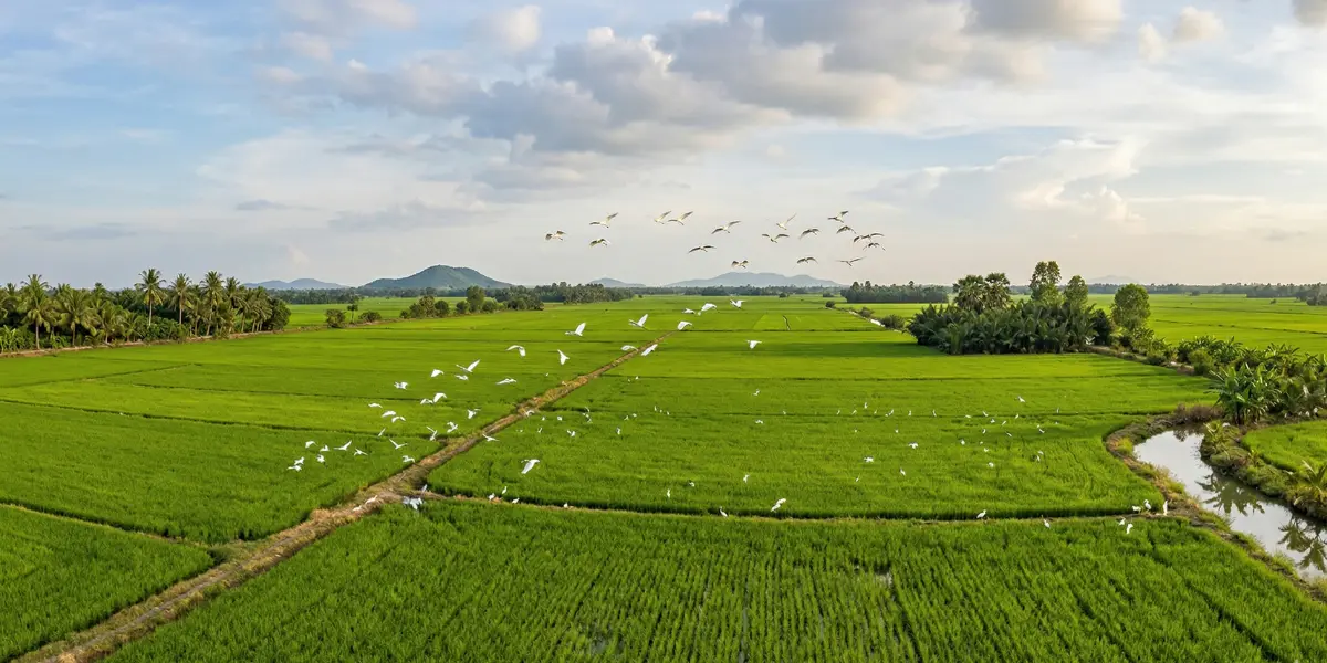 Nông Sản An Giang