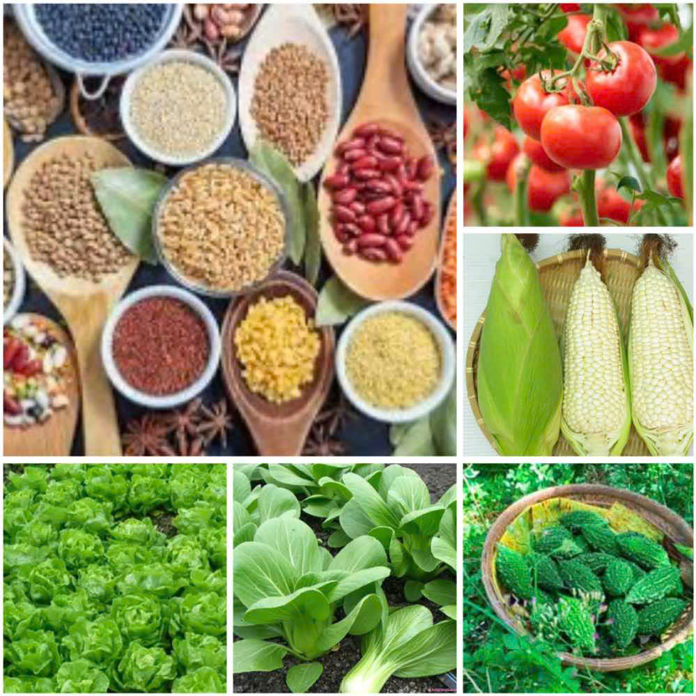 Hạt giống rau quả