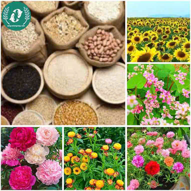 Hạt giống Hoa