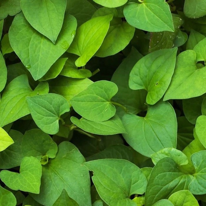 RAU DIẾP CÁ VÀ CÔNG DỤNG LÀM ĐẸP GÂY NGẠC NHIÊN