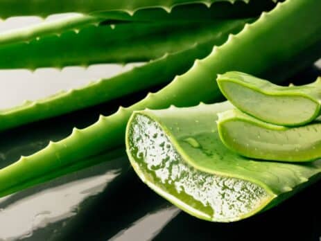 Lợi ích của nha đam organic với việc chăm sóc cá nhân