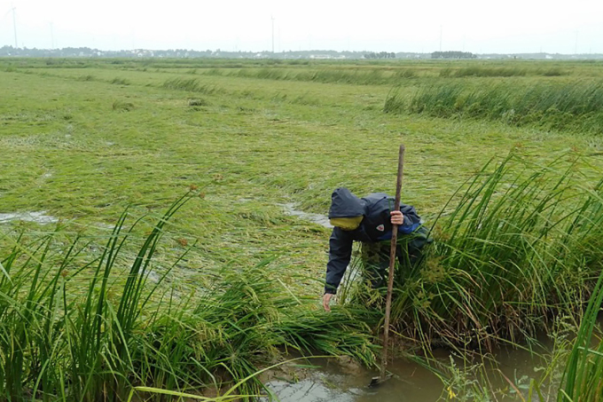 Hơn 2.700 ha lúa ngã đổ sau mưa lớn