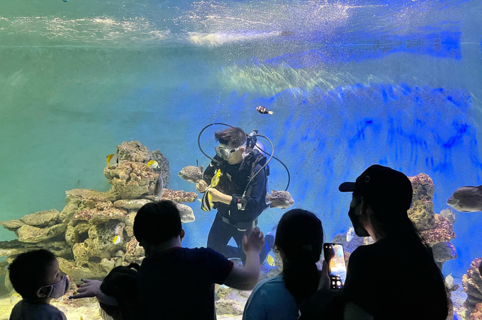 ‘Bảo mẫu’ của hàng nghìn sinh vật biển