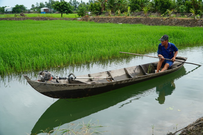 Nông dân lãi gấp ba nhờ nuôi vịt, cá trên ruộng lúa