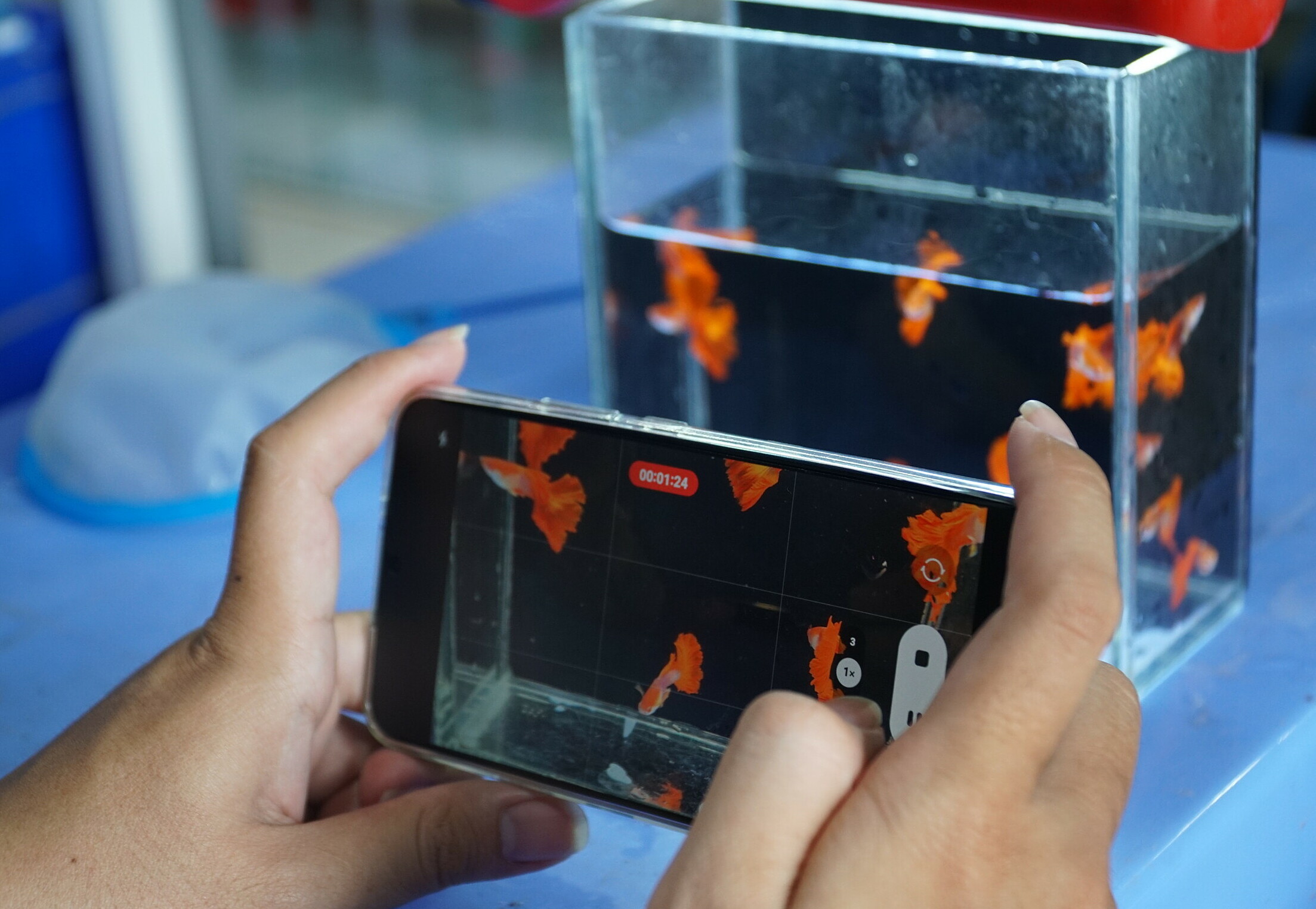 Nuôi cá bảy màu thu trăm triệu đồng