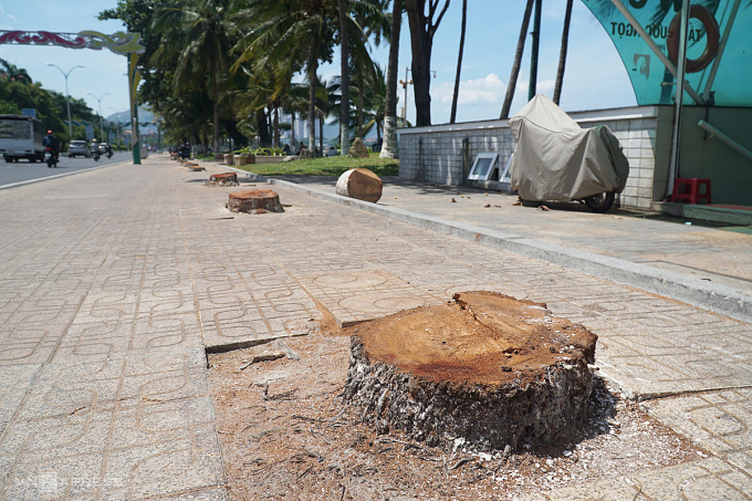 Hơn 40 cây dừa ven biển Nha Trang bị chặt hạ