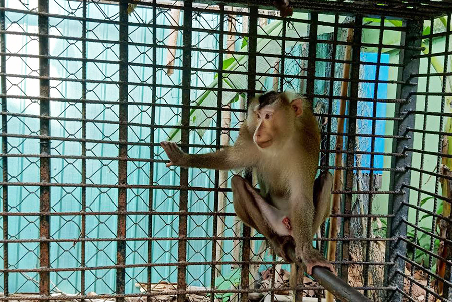 Khỉ cắn ba người ở TP HCM