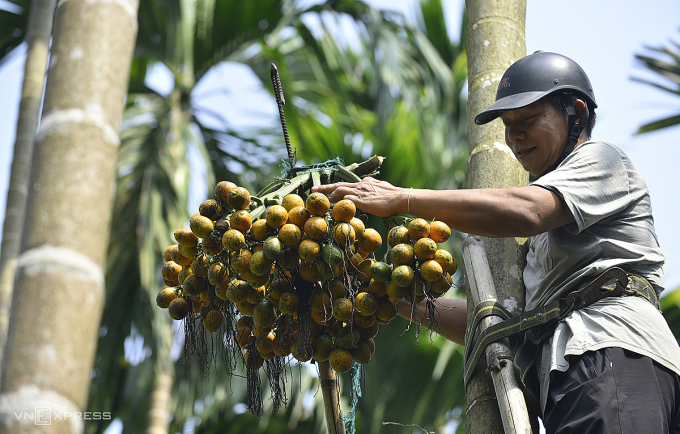Nông dân trồng cau thu gần tỷ đồng mỗi năm