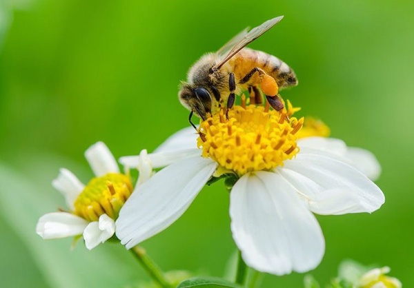 Mật ong hoa Xuyến Chi Là Gì ?