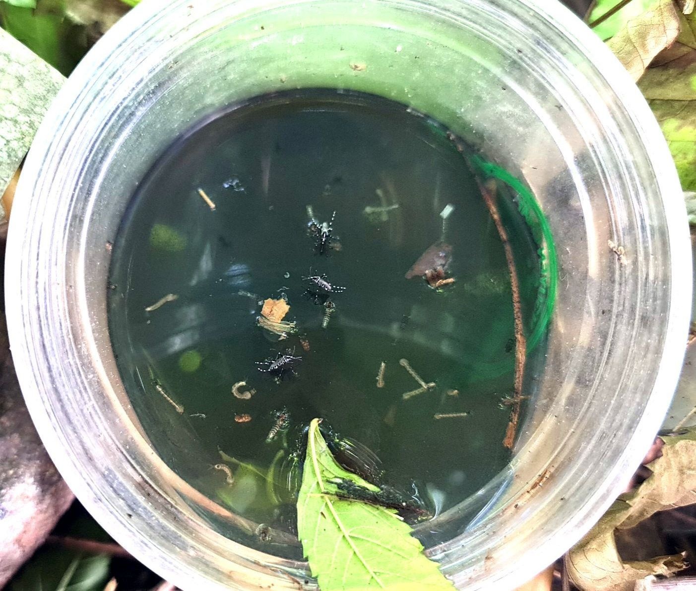 Làm rõ vì sao các tỉnh chuyển nhiều bệnh nhân sốt xuất huyết lên TP.HCM