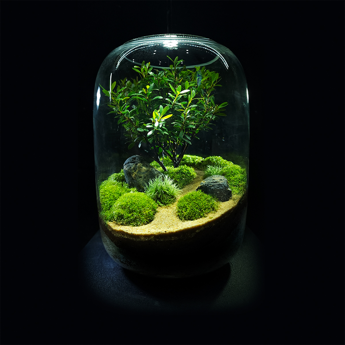 Hướng dẫn setup 1 bình terrarium cơ bản