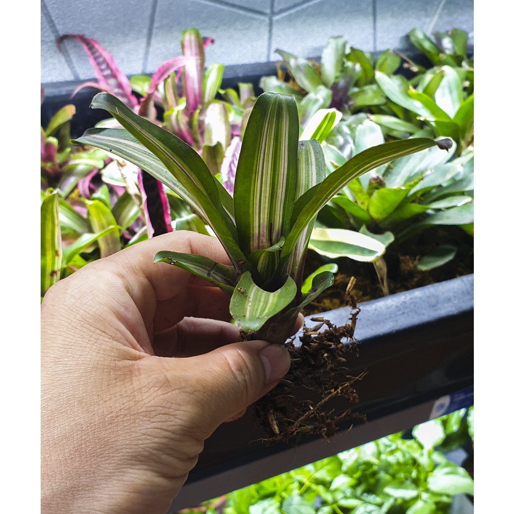 Dứa màu nam mỹ - phối tiểu cảnh, bán cạn, terrarium