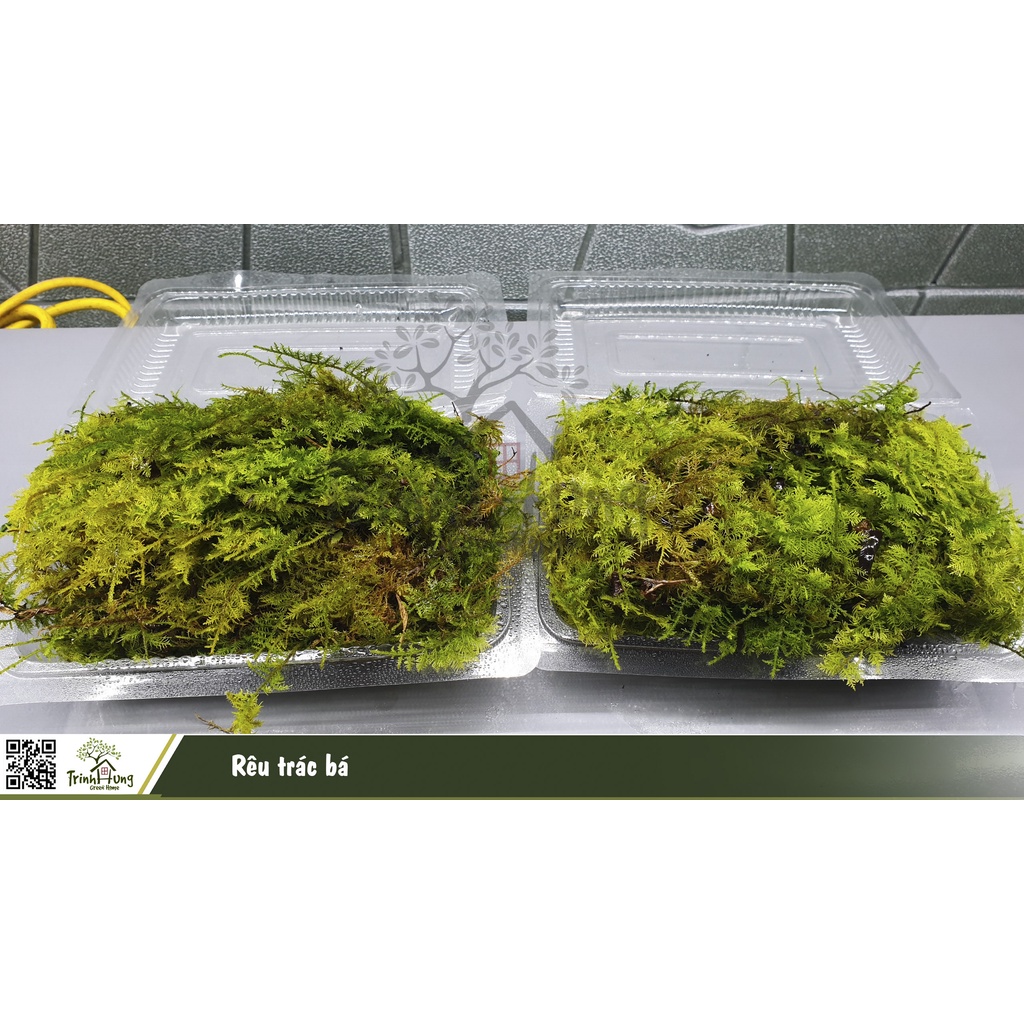 Rêu trác bá khỏe đẹp, dễ phối tiểu cảnh, bán cạn, Terrarium, bonsai
