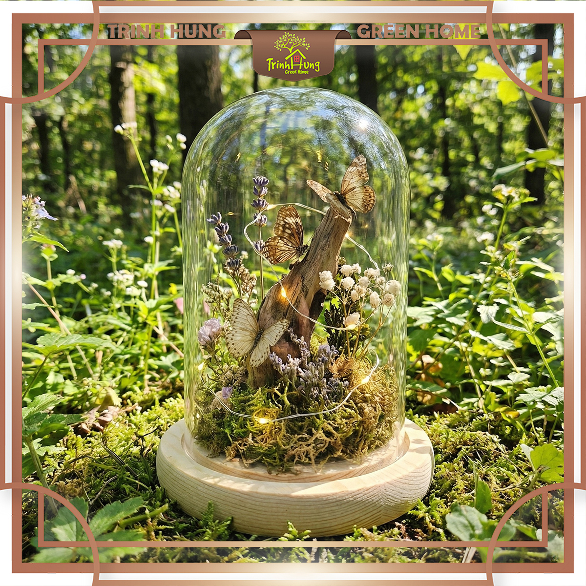Bình thủy tinh nắp chụp đế gỗ