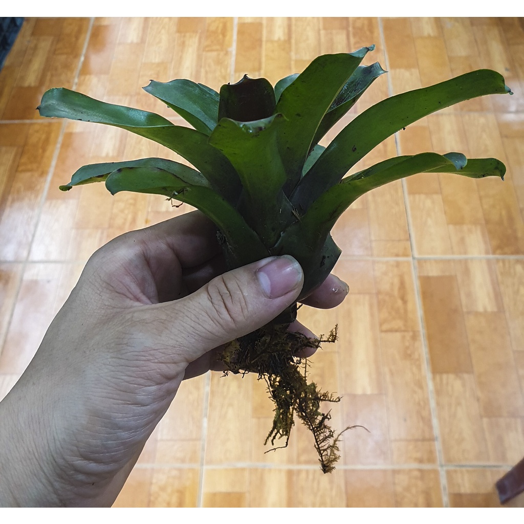 Dứa màu nam mỹ - phối tiểu cảnh, bán cạn, terrarium