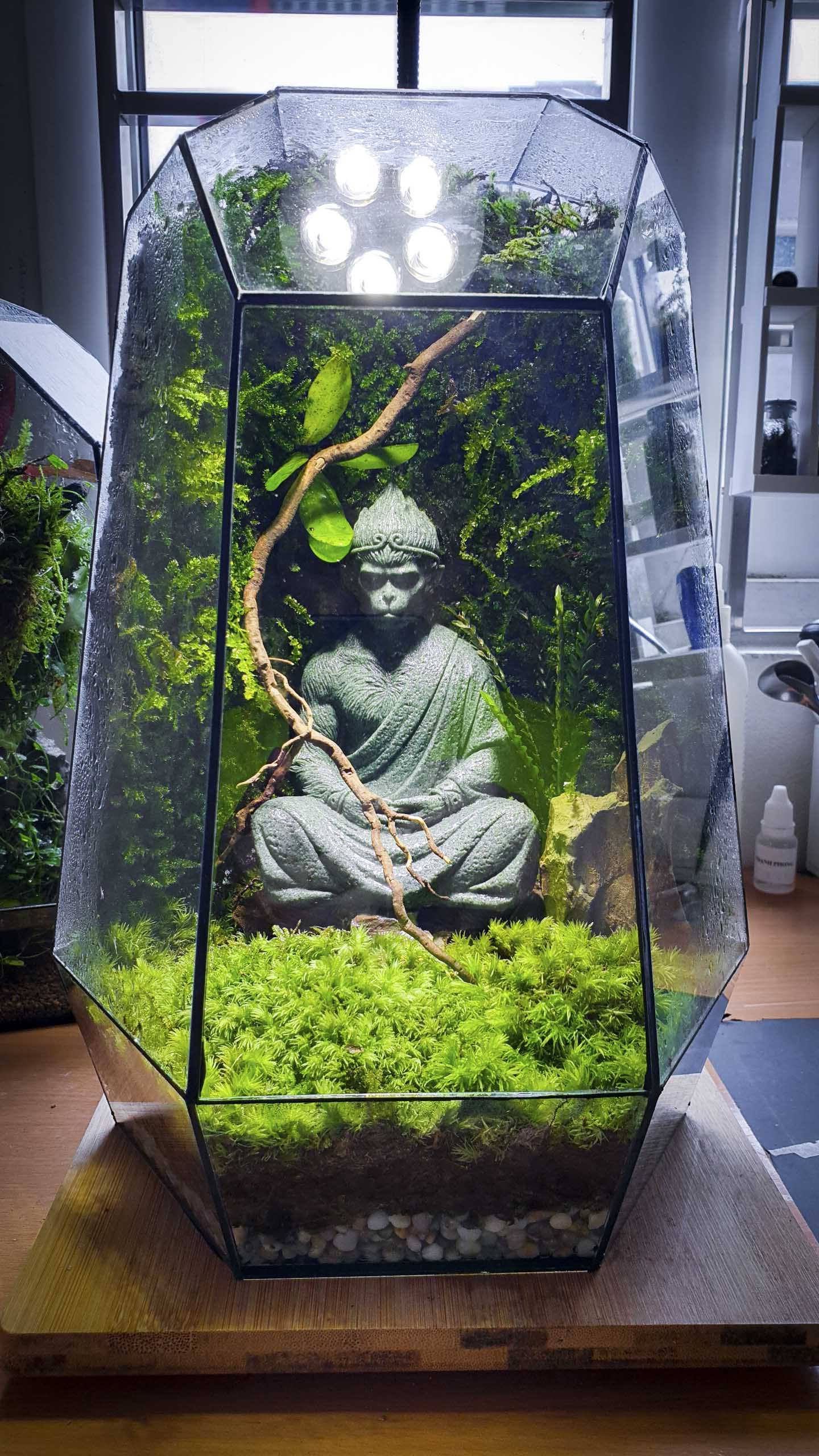 Terrarium "Ngộ không thiền định"