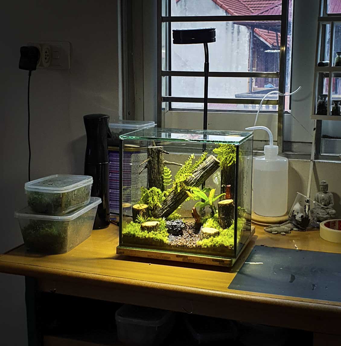 Terrarium "rừng nhỏ"
