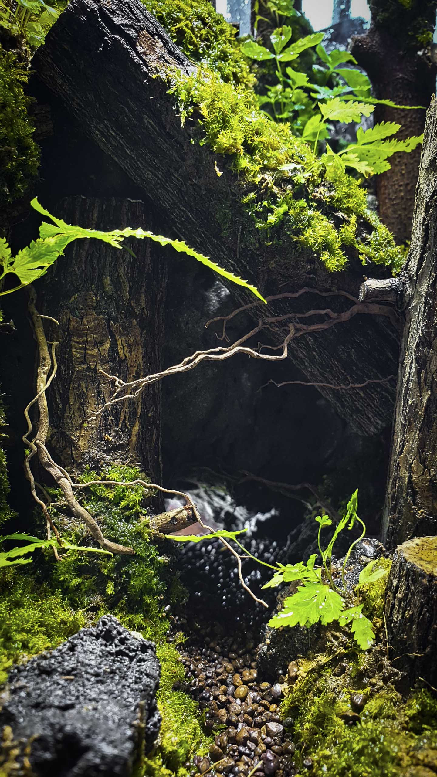 Terrarium "Khu rừng hoang vắng"