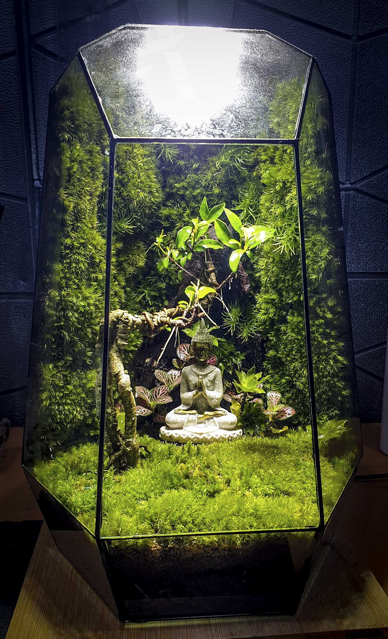 Terrarium "phật thiền"