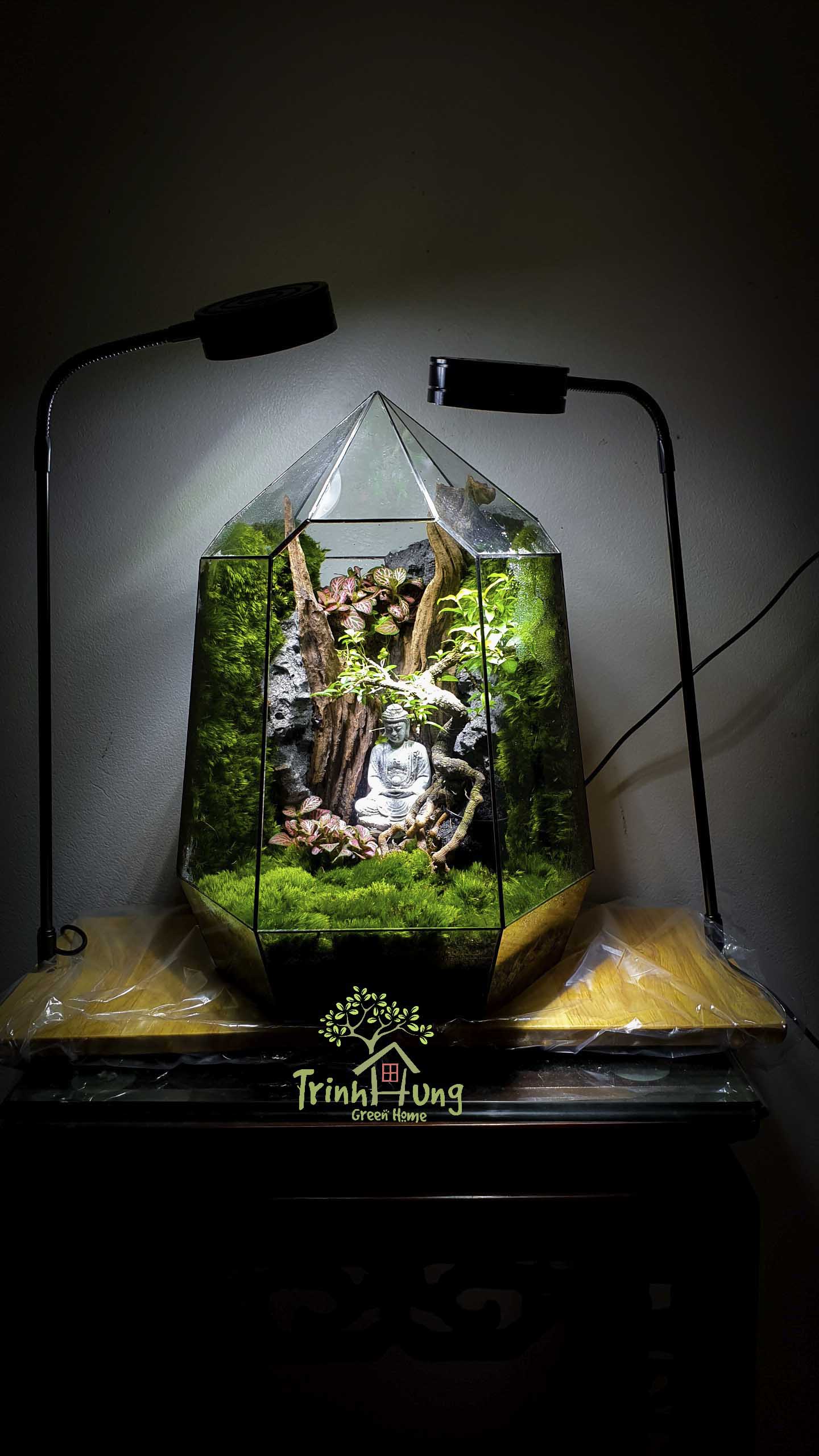 Terrarium "Phật thiền"