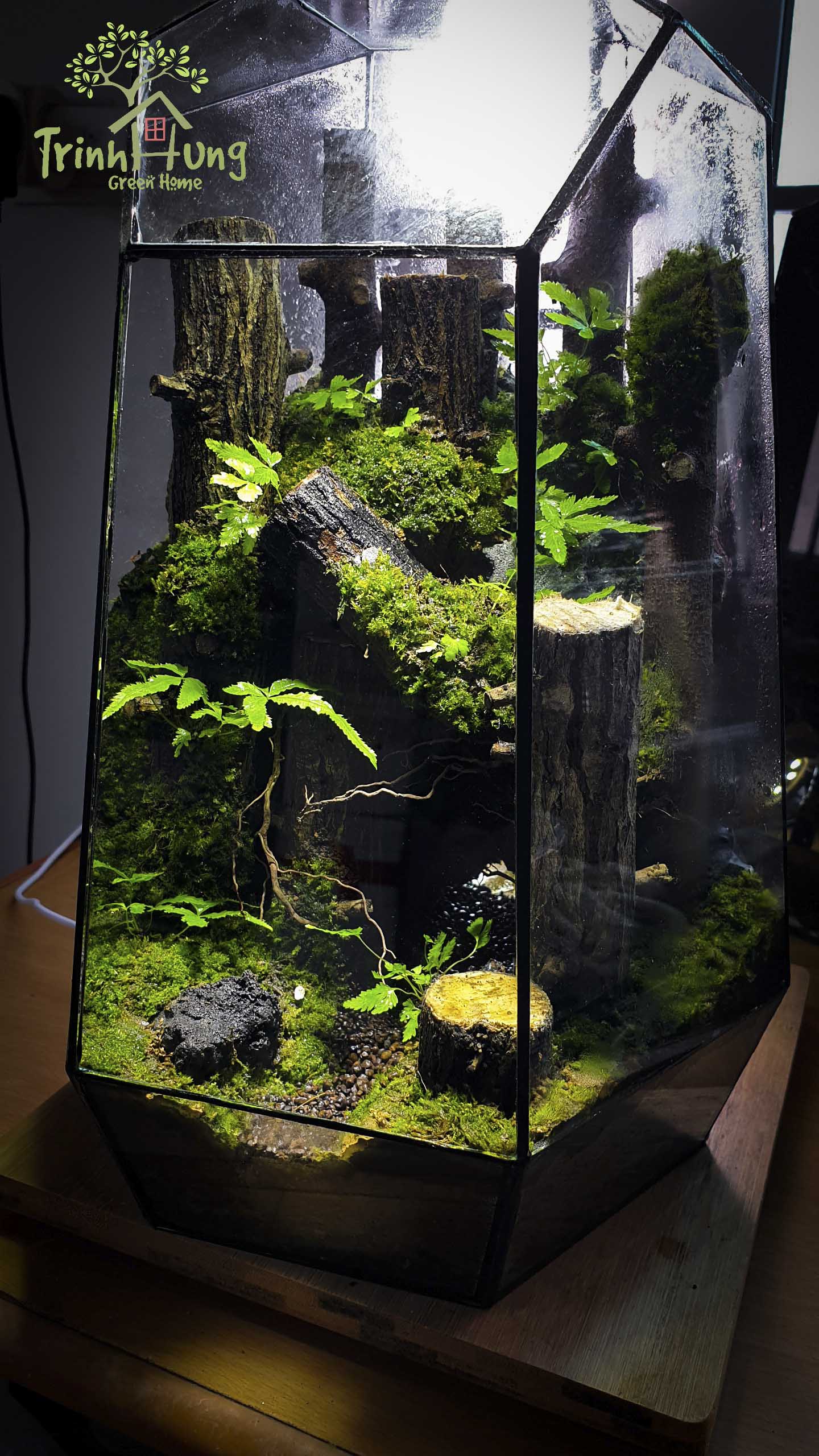 Terrarium "Khu rừng hoang vắng"