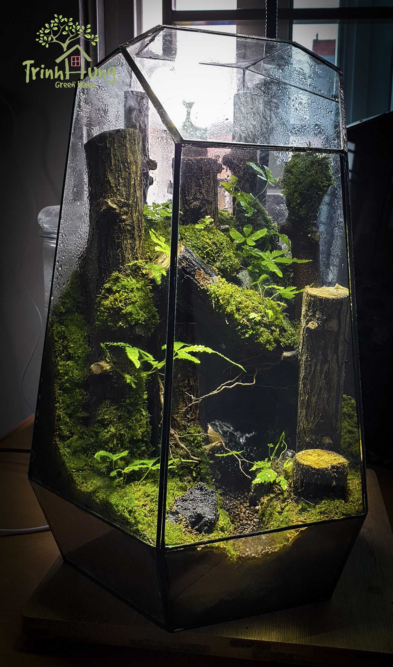 Terrarium "Khu rừng hoang vắng"