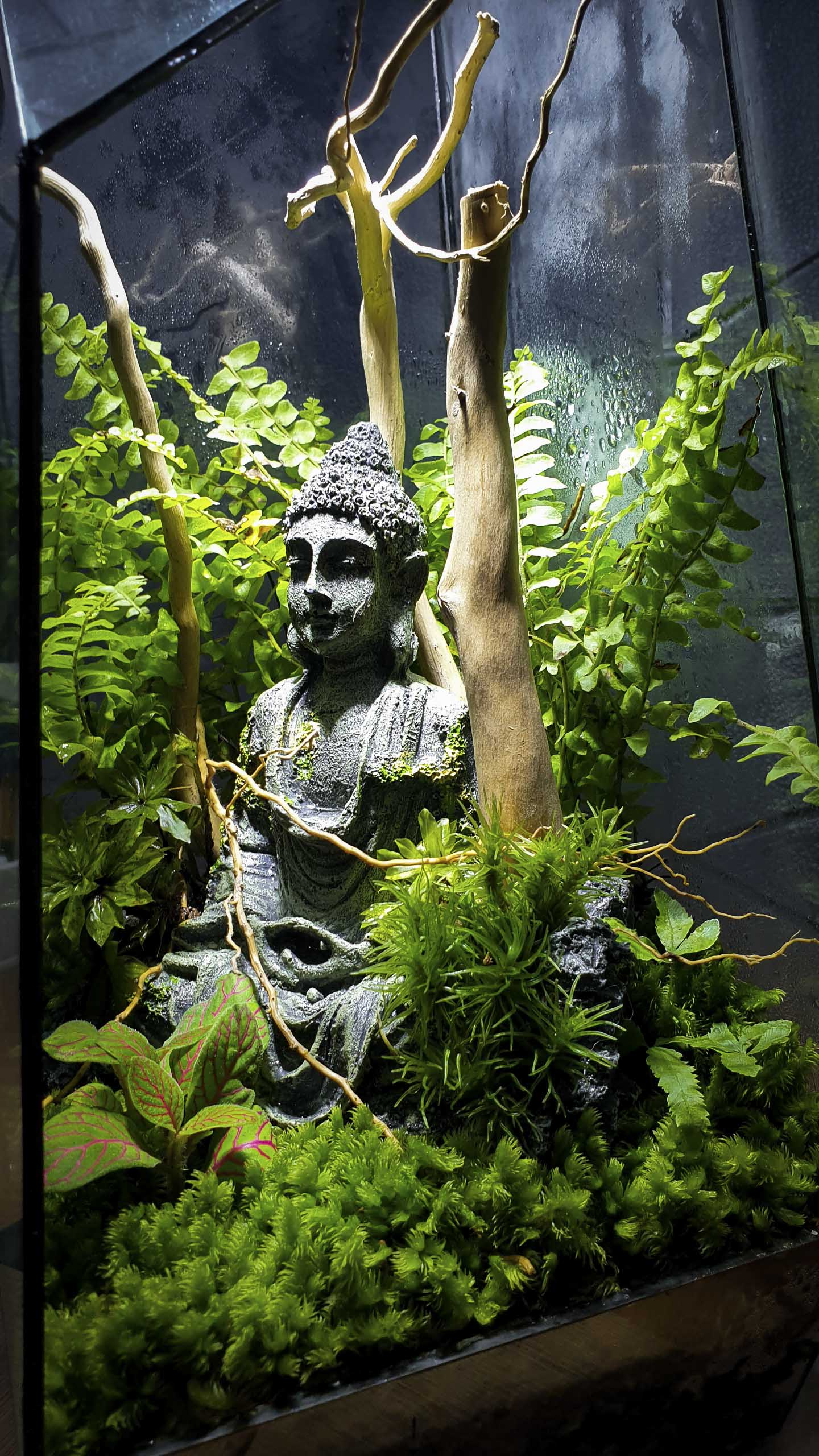 Terrarium "phật ẩn trong rừng"