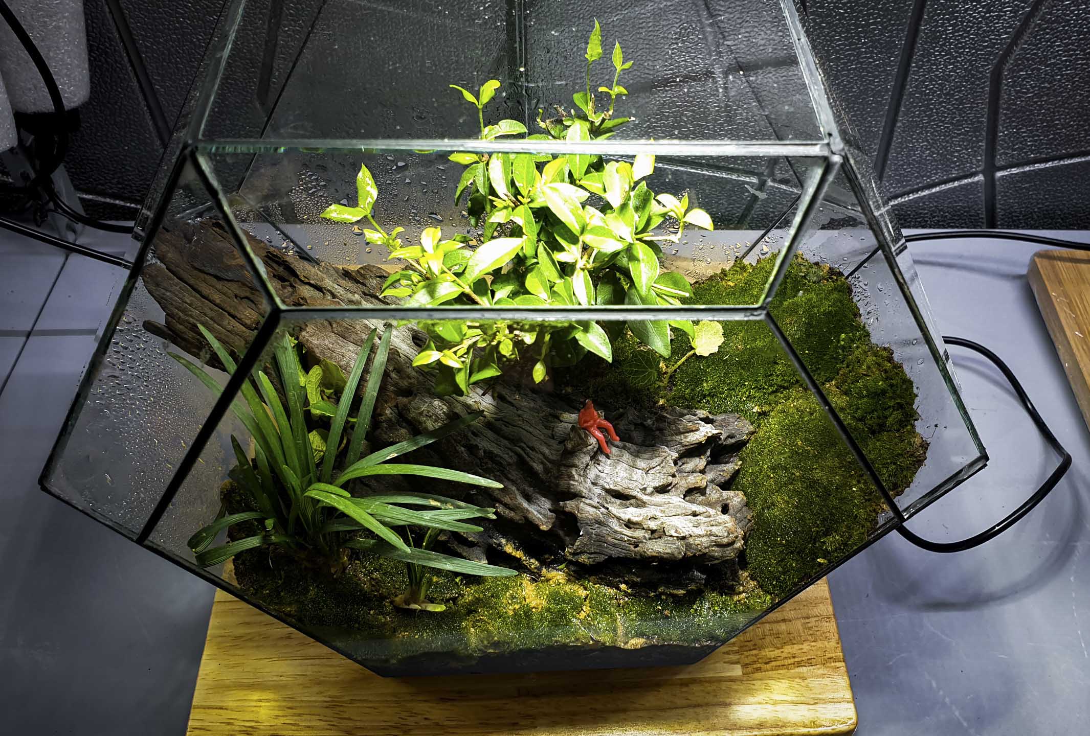 Terrarium "dừng chân"