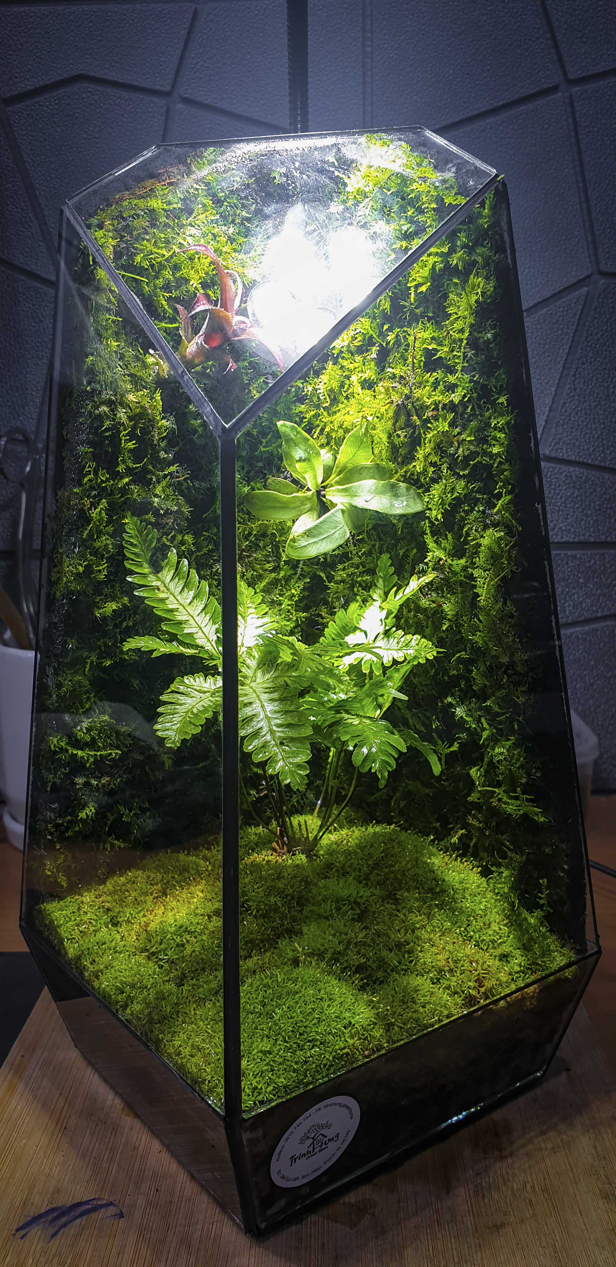 Terrarium "cơ bản"
