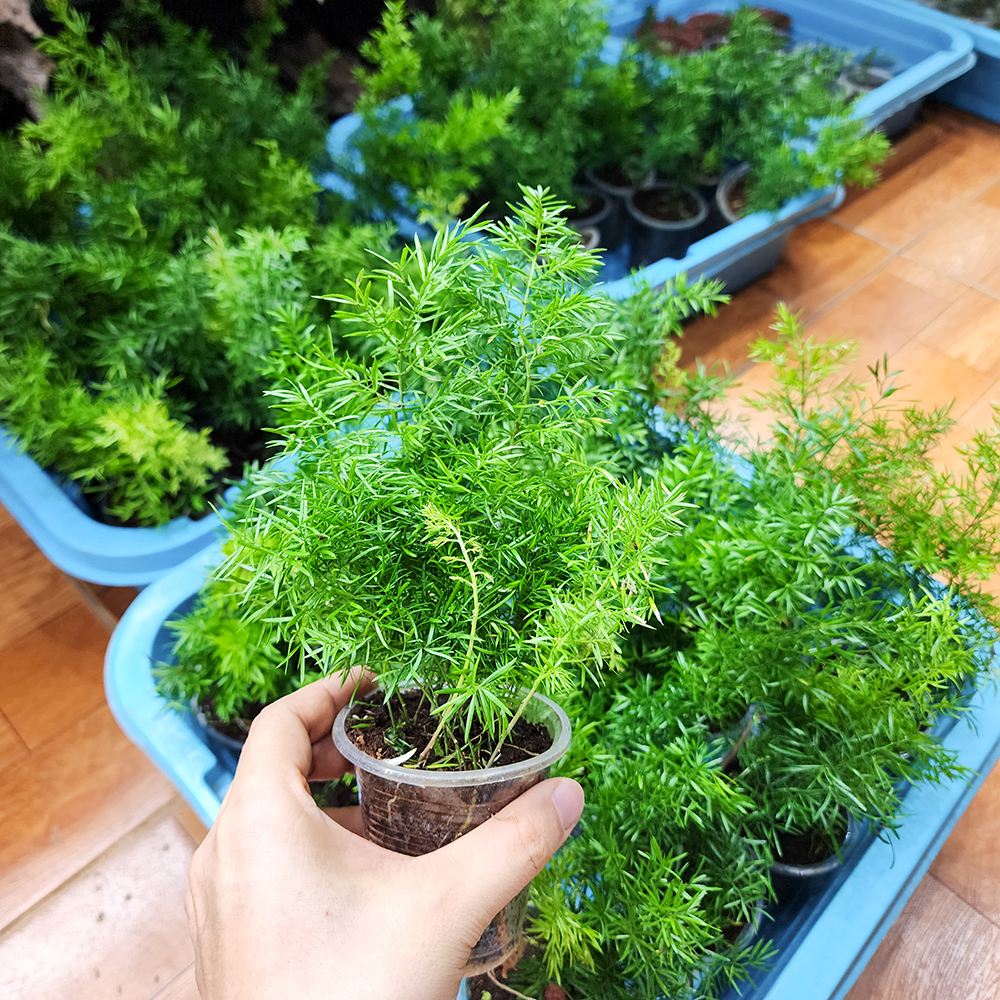 Tùng đuôi chồn (Tùng thiên môn)