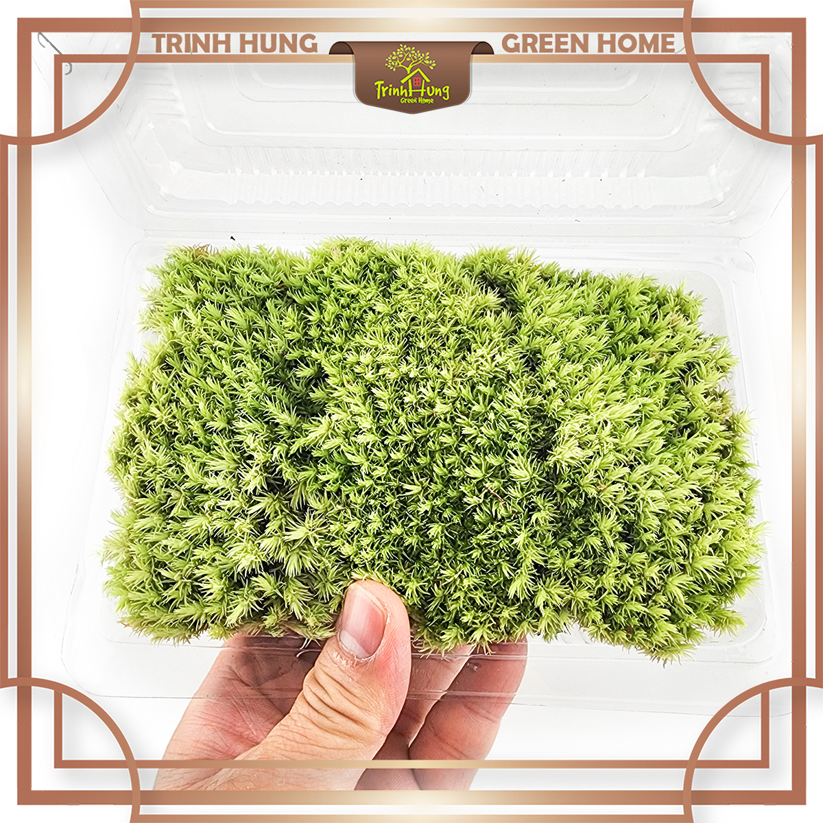Rêu đầu trắng - loại rêu siêu khỏe, chịu nóng tốt