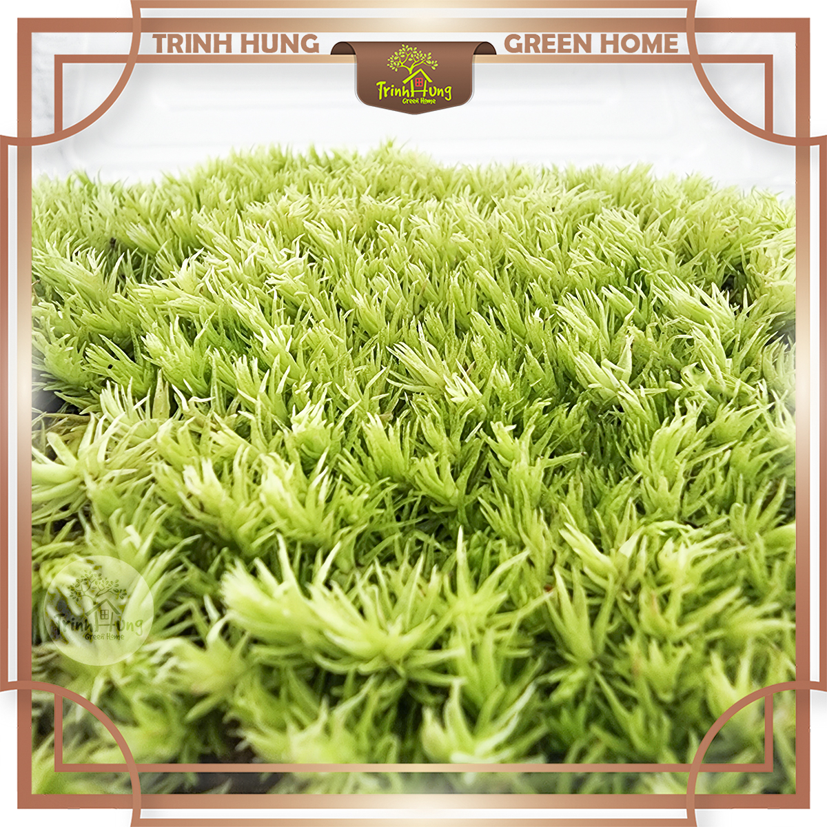 Rêu đầu trắng - loại rêu siêu khỏe, chịu nóng tốt