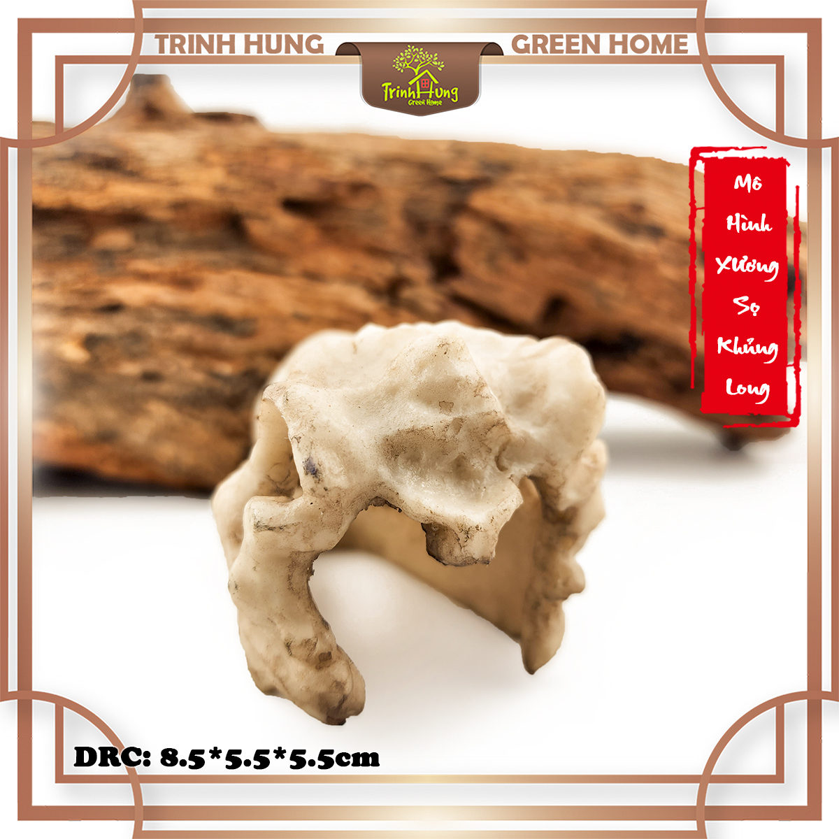 Mô hình sọ khủng long T-Rex