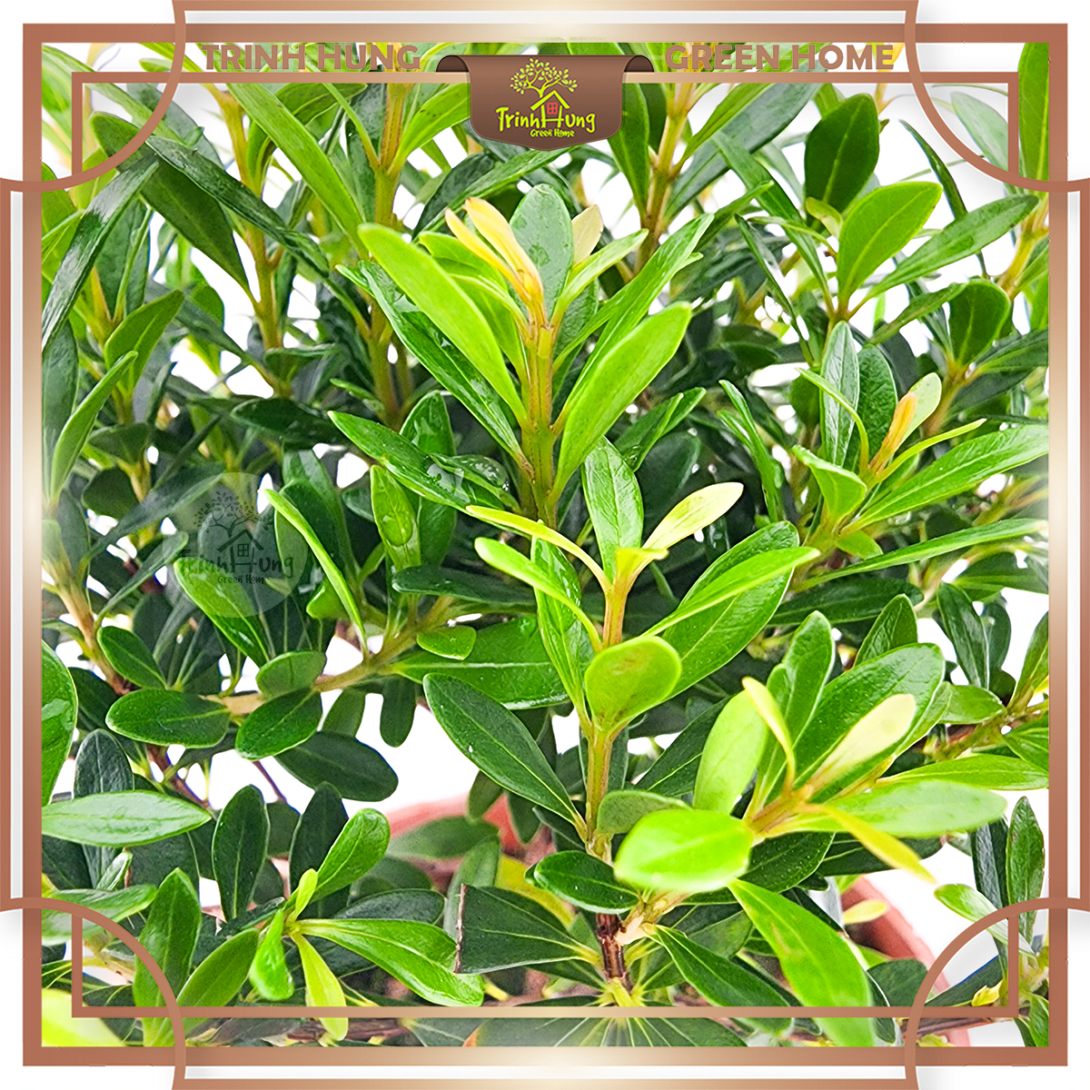 Cây tiểu diệp xích nam