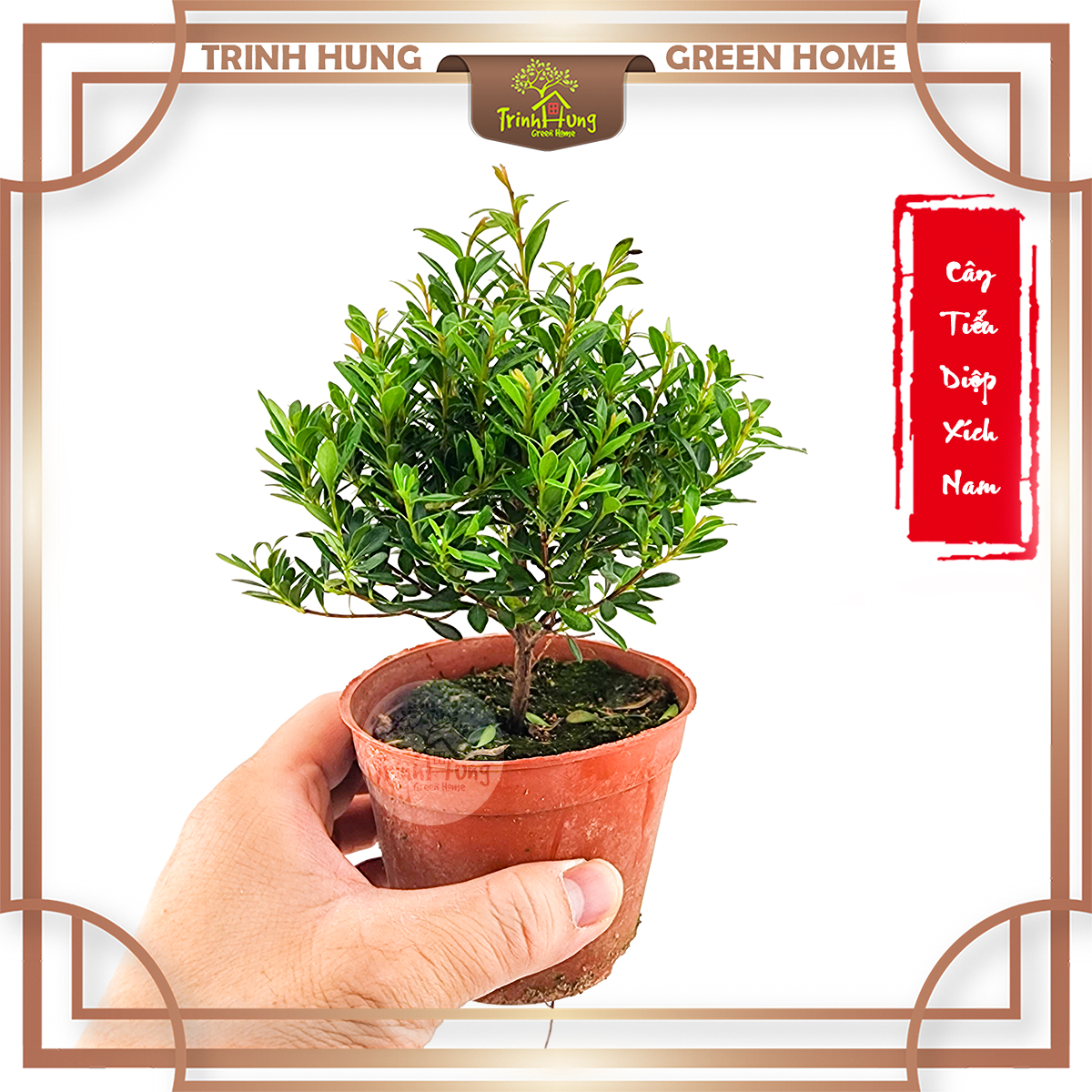 Cây tiểu diệp xích nam