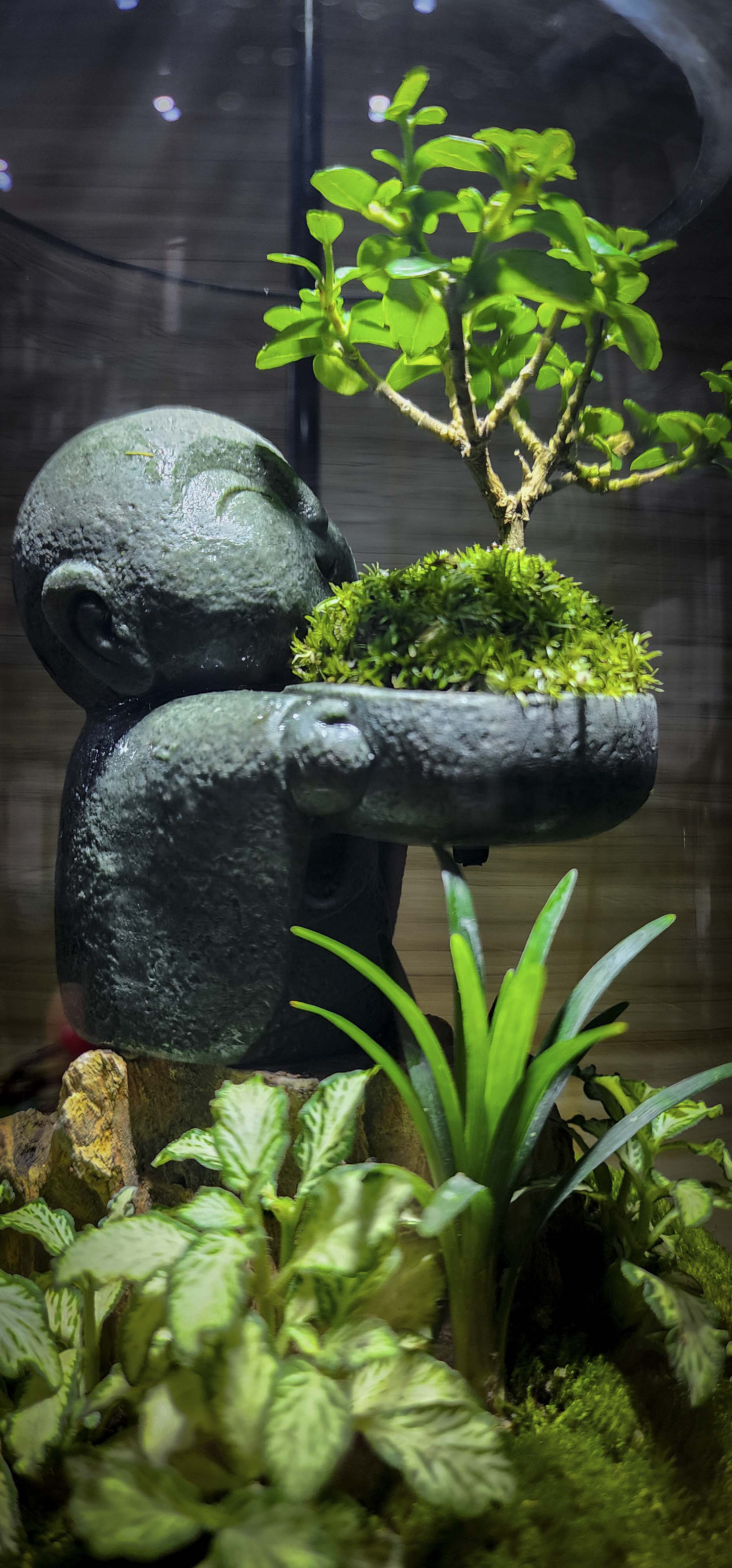 Bình "chú tiểu bưng chậu cây"